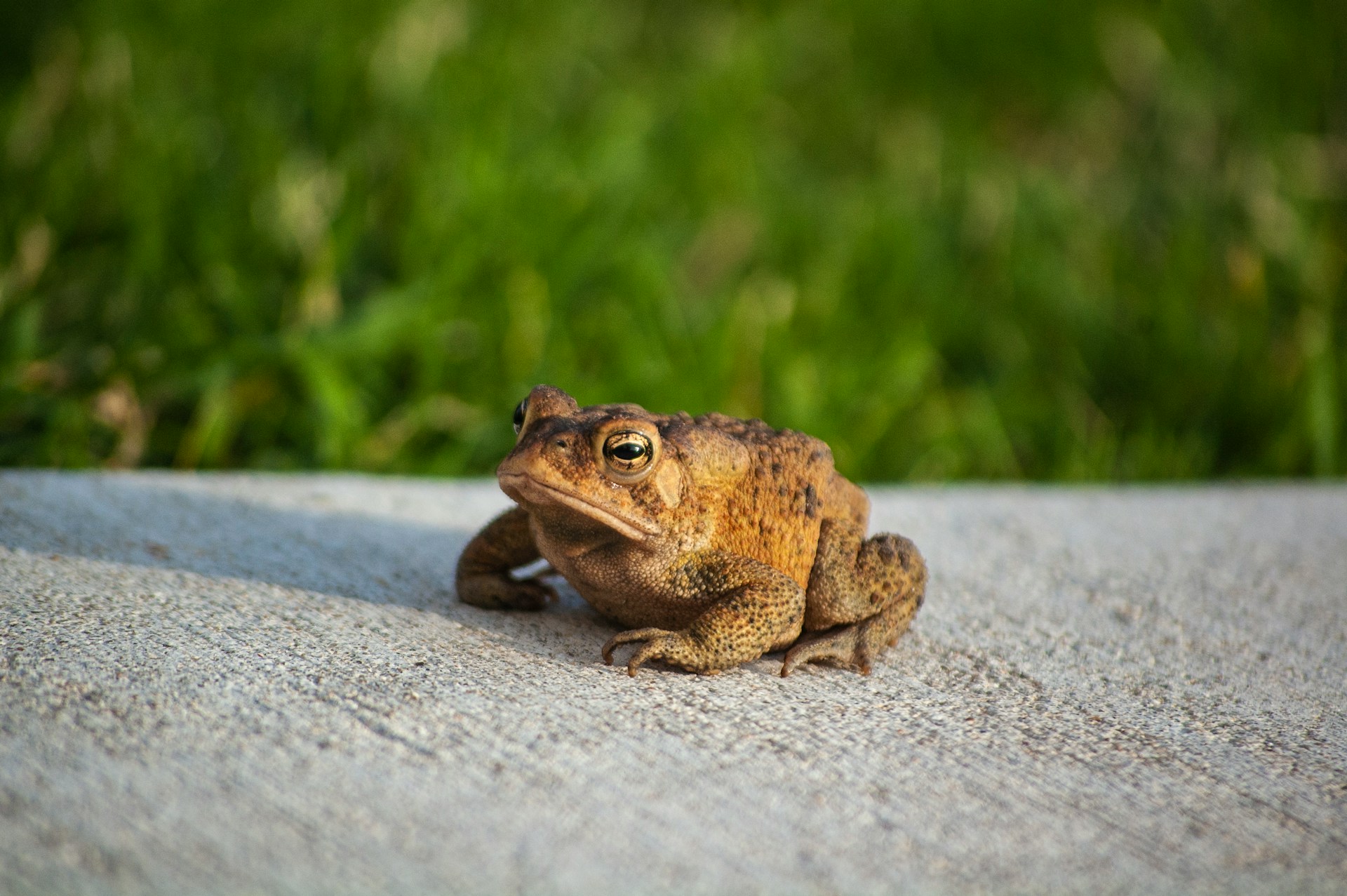 The Power of Metaphors in Hypnosis